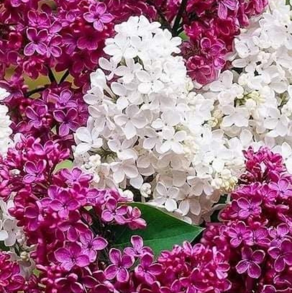 Meet your Posher, Susan - Picture 2 of 2